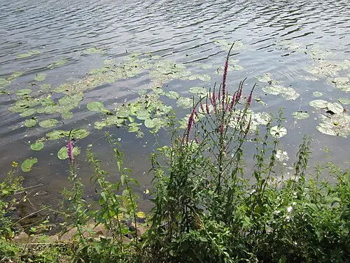 털부처꽃 (Lythrum salicaria)