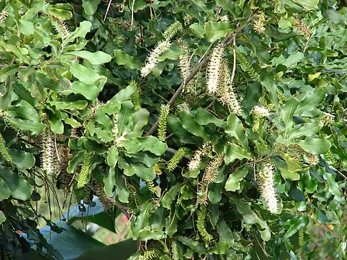 마카다미아 (Macadamia integrifolia)