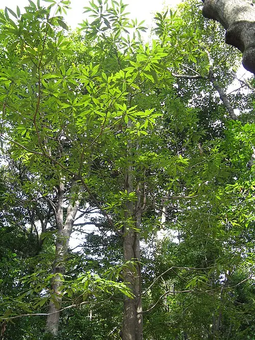 센달나무 (Machilus japonicus)
