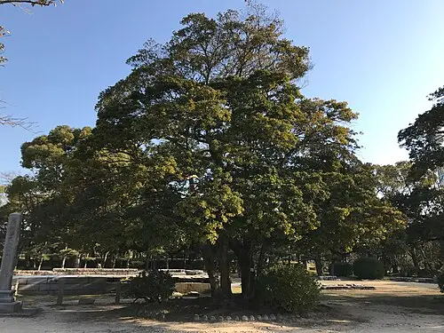 후박나무 (Machilus thunbergii)