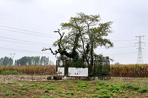꾸지뽕나무 (Maclura tricuspidata)