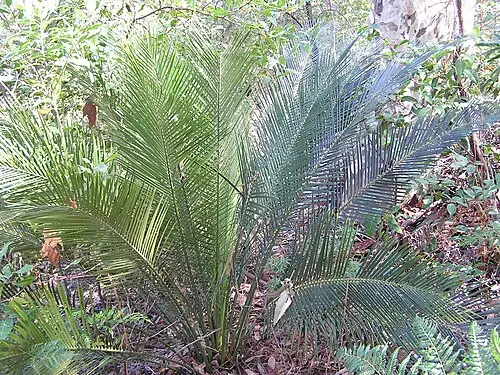 버러왕소철 (Macrozamia communis)
