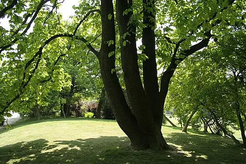 오이목련 (Magnolia acuminata)