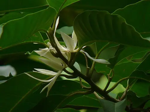 참파카 (Magnolia champaca)