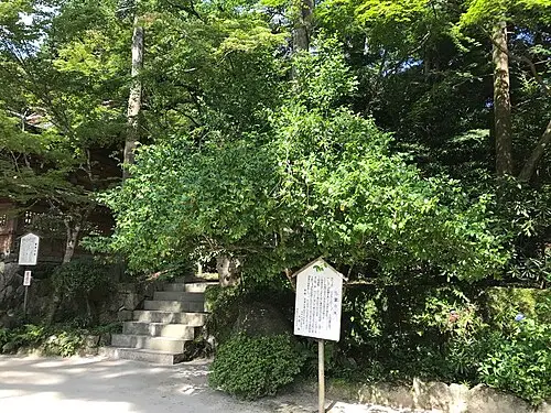 초령목 (Magnolia compressa)