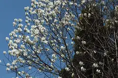백목련