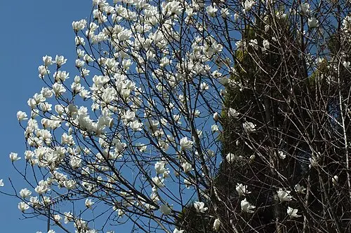 백목련 (Magnolia denudata)