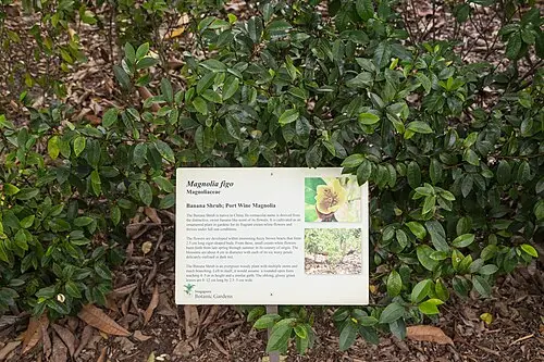 함소화 (Magnolia figo)
