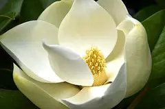 태산목