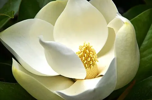 태산목 (Magnolia grandiflora)