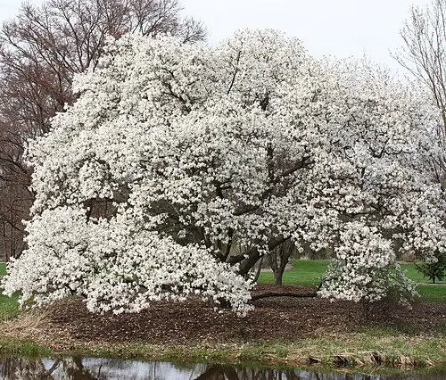 목련 (Magnolia kobus)