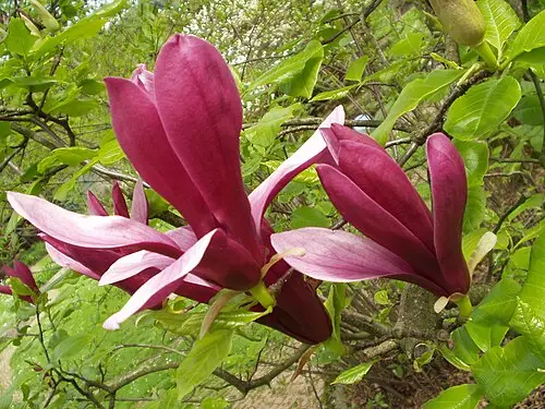 자목련 (Magnolia liliiflora)