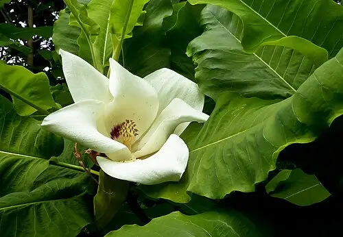 큰잎목련 (Magnolia macrophylla)