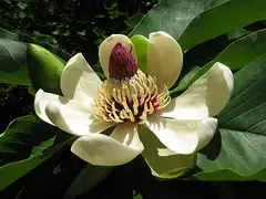 일본목련