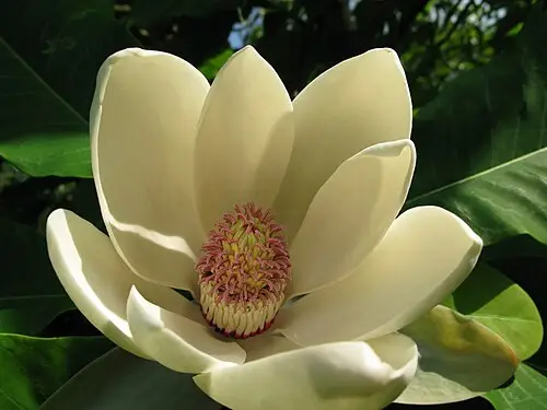 중국후박 (Magnolia officinalis)