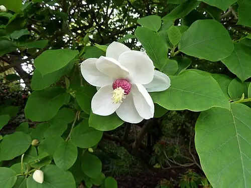 함박꽃나무 (Magnolia sieboldii)