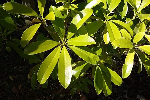 화개목 (Magnolia sinica)
