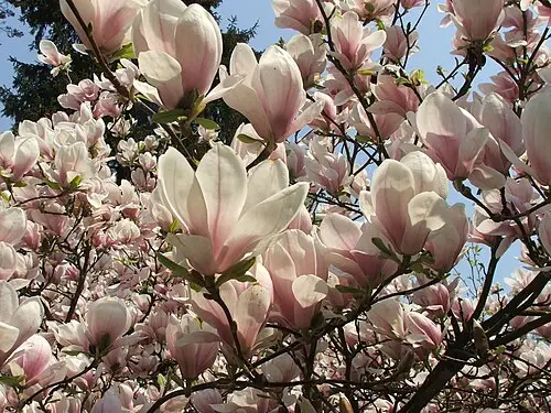 접시꽃목련 (Magnolia × soulangeana)