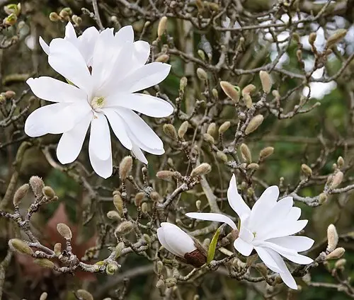 별목련 (Magnolia stellata)