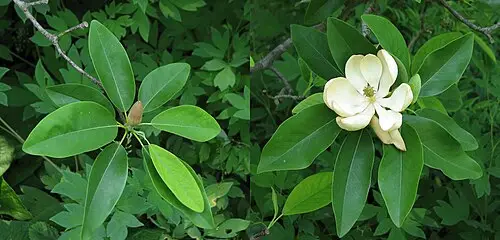버지니아목련 (Magnolia virginiana)