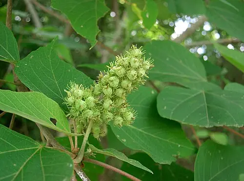 예덕나무 (Mallotus japonicus)