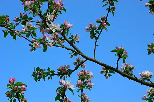 능금나무 (Malus asiatica)