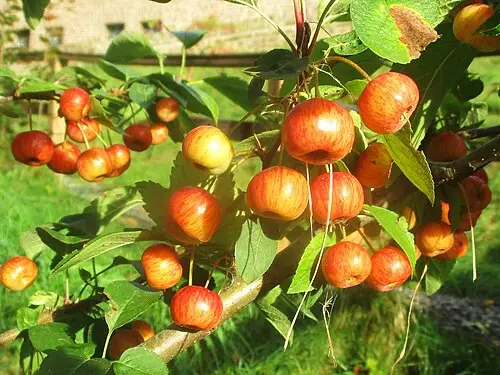 야광나무 (Malus baccata)