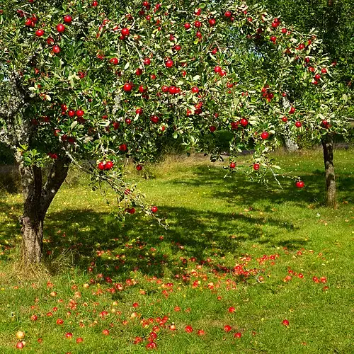 사과나무 (Malus domestica)