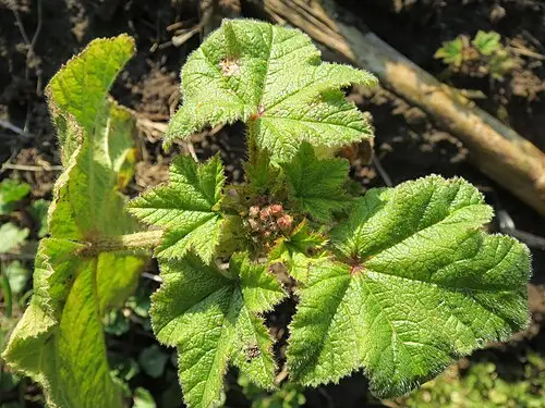 아욱 (Malva verticillata)
