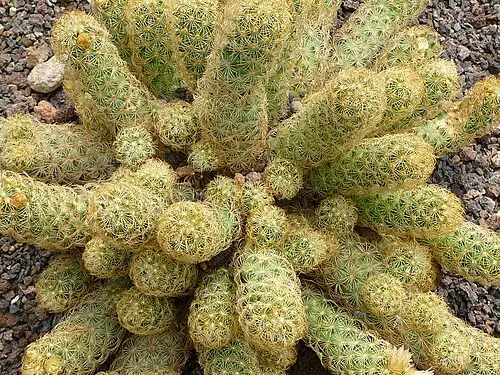 마밀라리아 엘롱가타 (Mammillaria elongata)