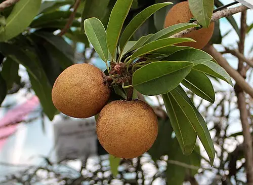 사포딜라 (Manilkara zapota)