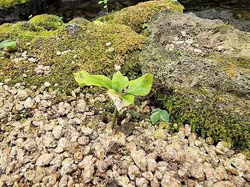 제주고사리삼 (Mankyua chejuense)