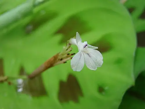 마란타 (Maranta leuconeura)
