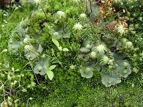 우산이끼 (Marchantia polymorpha)