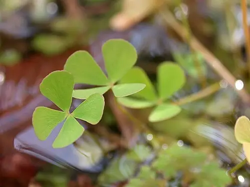 네가래 (Marsilea quadrifolia)