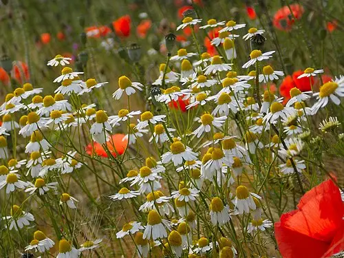캐모마일 (Matricaria chamomilla)