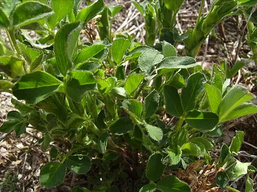 자주개자리 (Medicago sativa)