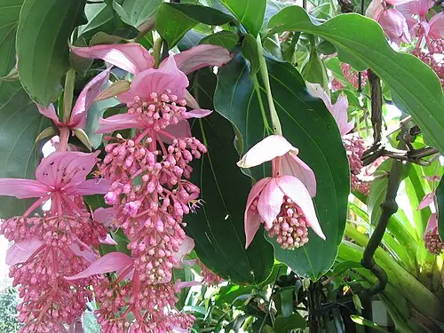 메디닐라 (Medinilla magnifica)