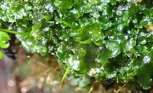 수악뿔이끼 (Megaceros flagellaris)