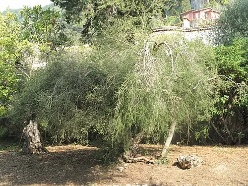 티트리 (Melaleuca alternifolia)