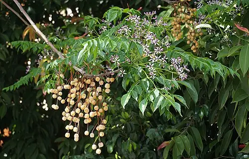 멀구슬나무 (Melia azedarach)