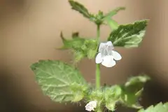 레몬밤