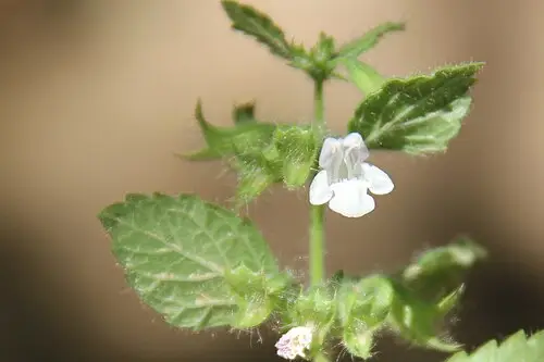 레몬밤 (Melissa officinalis)