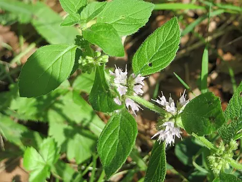 박하 (Mentha arvensis)