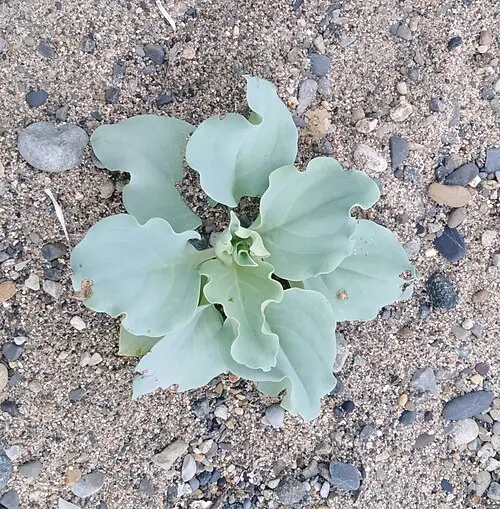갯지치 (Mertensia simplicissima)
