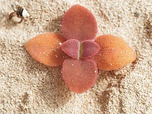 아이스플랜트 (Mesembryanthemum crystallinum)