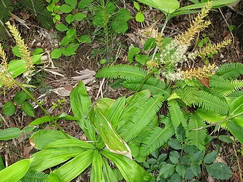 칠보치마 (Metanarthecium luteo-viride)