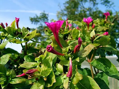 분꽃 (Mirabilis jalapa)