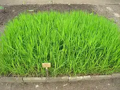물억새