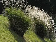 억새
